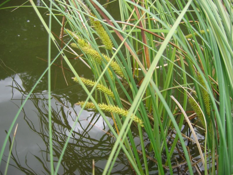 Bottle Sedge (Carex rostrata)This is a hygrophilous species